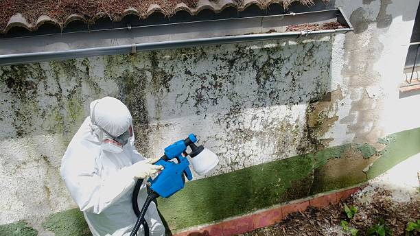 Mold Removal service in Natick